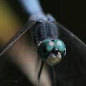 Blue Dasher