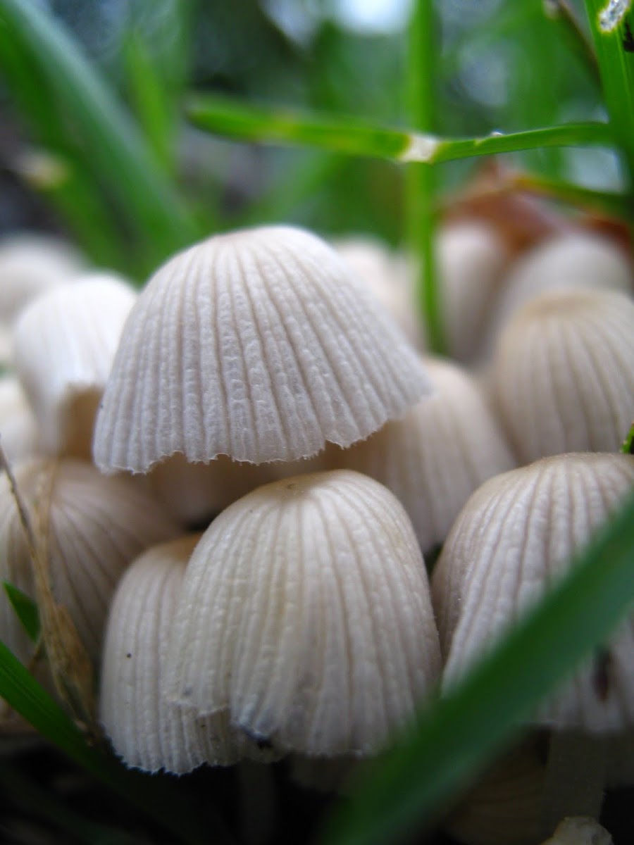 Coprinellus disseminatus