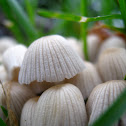 Coprinellus disseminatus
