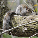 Squirrel