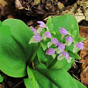 Showy Orchis