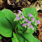 Showy Orchis