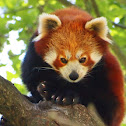 Red panda