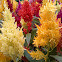 Celosia