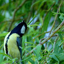 Great Tit