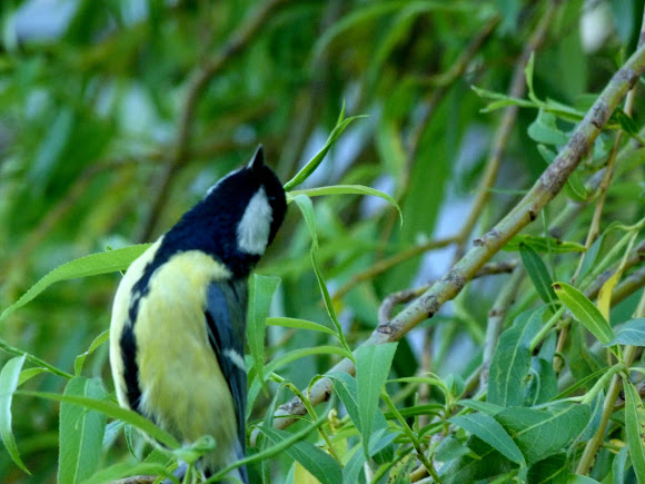 Spotting Image 1