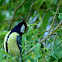 Great Tit