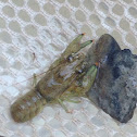 Crayfish