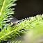 Grappletail