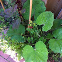 Coltsfoot