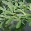 Checker spot lady beetle