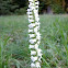 Nodding Lady's Tresses