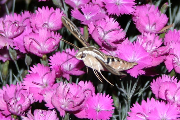 Spotting Image 1