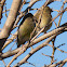 Greenfinch; Verderón