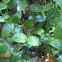 scarlet elf cup