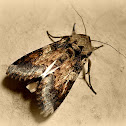 Moth