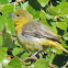 Baltimore Oriole