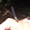 spreadwing damselfly