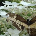 Giant Swallowtail