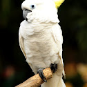 Sulfur-crested Cockatoo