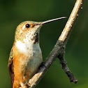 Rufous Hummingbird - Juvenile