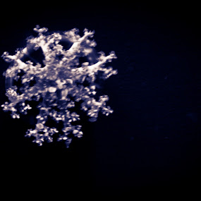 by Kelli Yeagley - Wildlife Sea Creatures