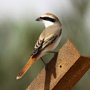 Turkestan Shrike