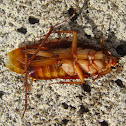 American cockroach