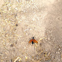 Spider wasp