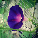 Morning glory