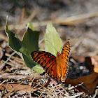 Gulf Fritillary
