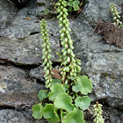 Umbilicus rupestris (Ombligo de Venus. Navelwort)