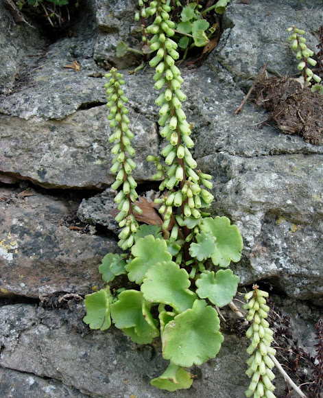Spotting Image 1