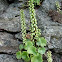 Umbilicus rupestris (Ombligo de Venus. Navelwort)