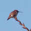 Allen's Hummingbird