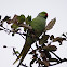 De Halsbandparkiet (Psittacula krameri)