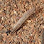 Ant carrying locust wing