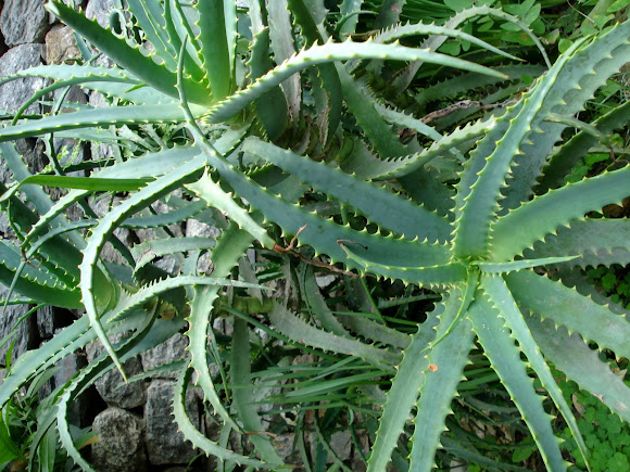 Spotting Image 1