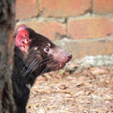 Tasmanian Devil