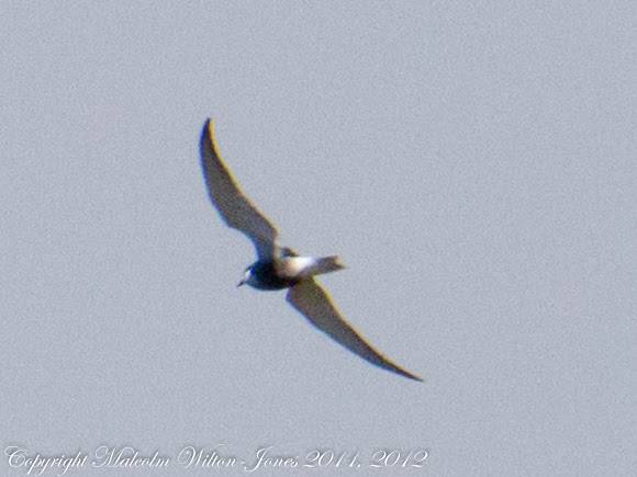 Spotting Image 1