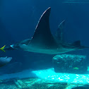 Mantarraya / Manta ray
