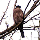 Cooper's Hawk