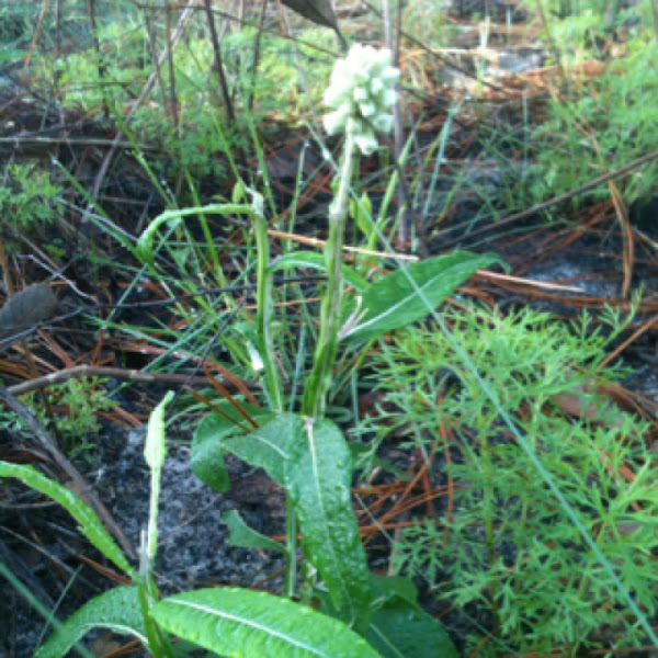 Blackroot, Rabbittobacco Project Noah