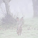 Jack Rabbit