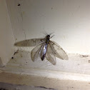 Spring Fishfly