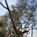 Spider web