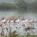 Roseate Spoonbill