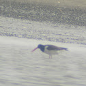 American Oystercatcher