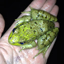 Northern Green Frog