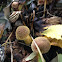 Bulbous Honey Mushroom
